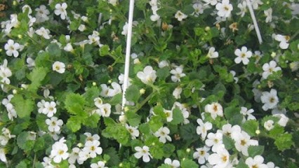 Kukka- Ja Viherpalvelut Tiina Juvonen, Kukkakauppa Joensuu